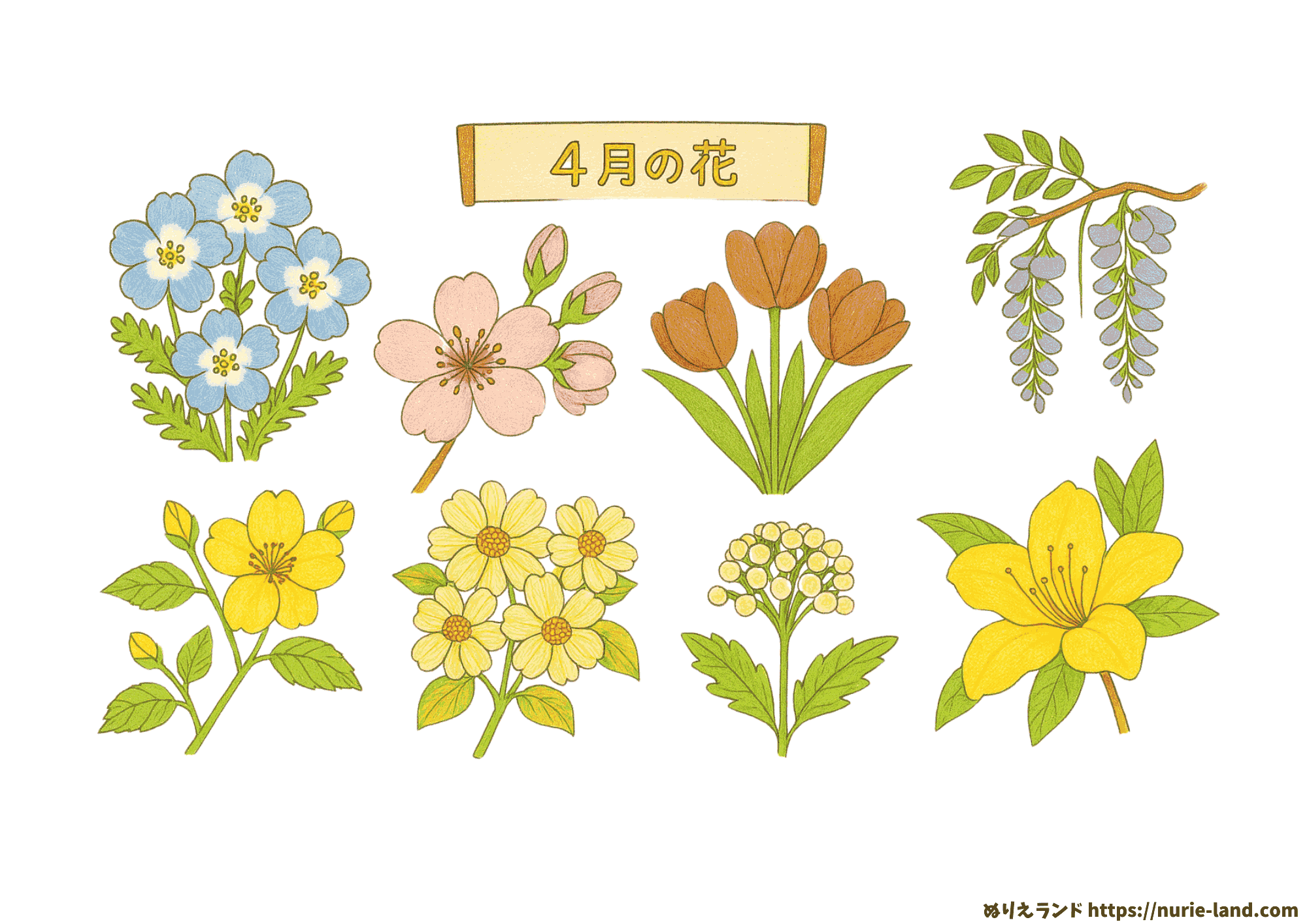 4月の花 塗り絵プリント|高齢者向け無料ダウンロード素材(見本付き)