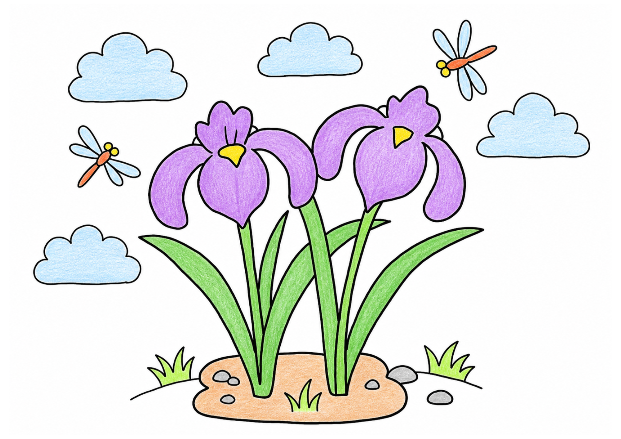 菖蒲（あやめ）の花の塗り絵カラー見本、子供向け無料イラスト