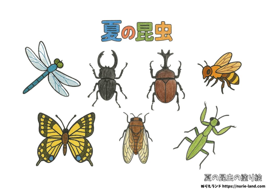 夏の昆虫図鑑の塗り絵イラスト カラー見本（無料・印刷OK）