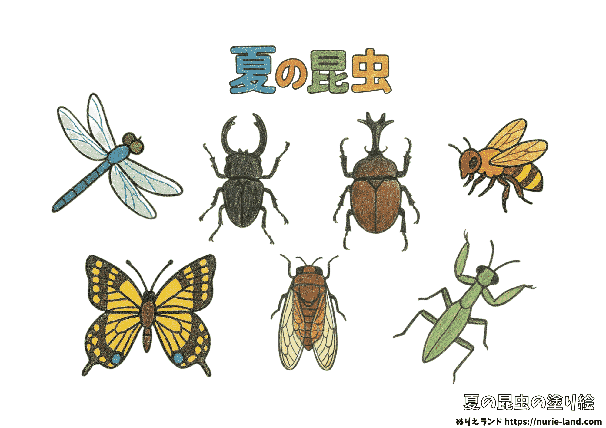 夏の昆虫図鑑ぬりえ|幼児も楽しい!簡単でちょっとリアル無料塗り絵(見本付き)