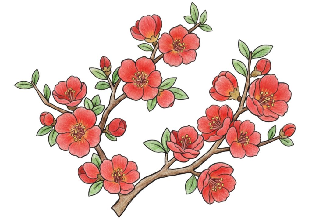 春のボケの花の塗り絵イラスト カラー見本（無料・印刷OK）