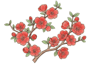 ボケの花の塗り絵イラスト無料ダウンロード用フリー画像素材