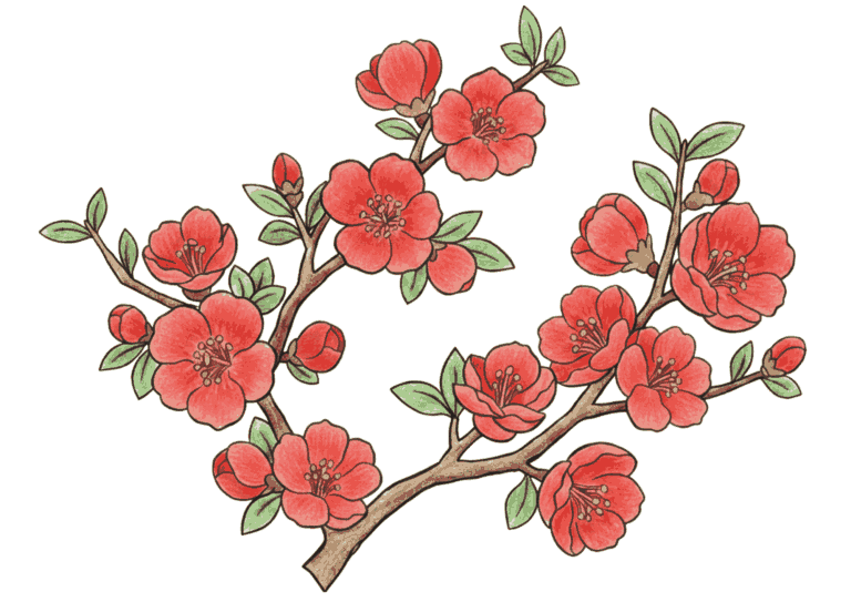 春のボケの花の塗り絵イラスト