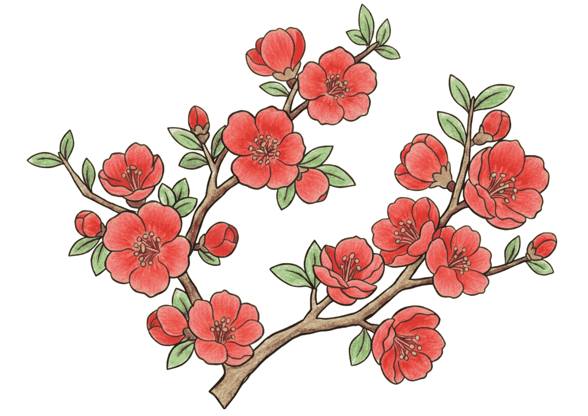 ボケの花の塗り絵イラスト無料ダウンロード用フリー画像素材