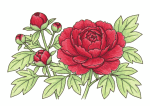 牡丹の塗り絵イラスト カラー見本 赤い牡丹と蕾
