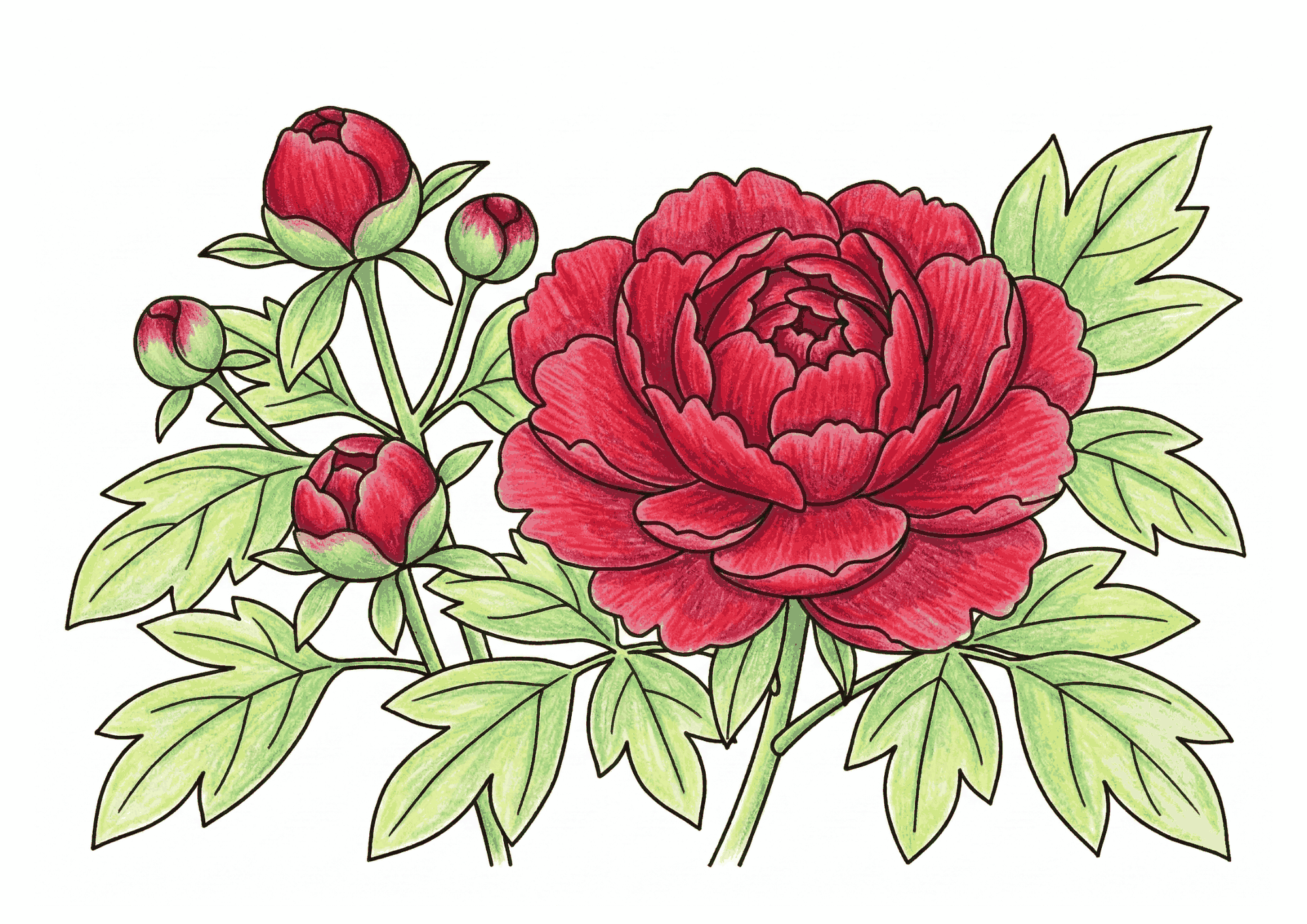 牡丹の塗り絵イラスト カラー見本 赤い牡丹と蕾