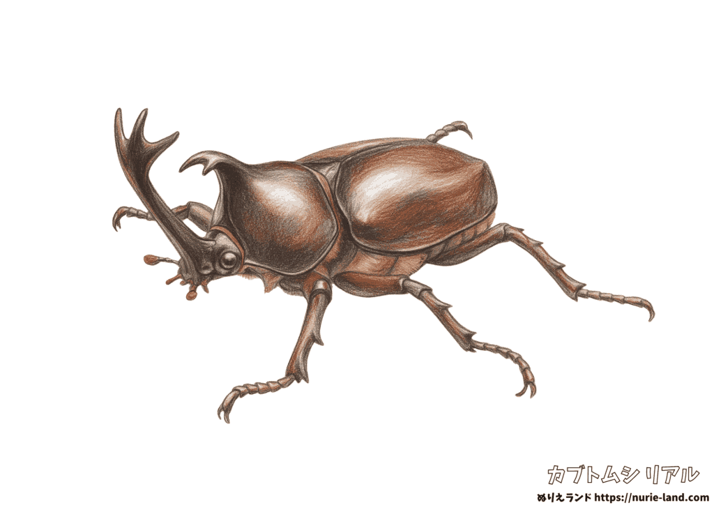 カブトムシの無料塗り絵