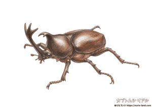 カブトムシの塗り絵｜リアルな昆虫を学べる｜無料ダウンロード＆見本付き