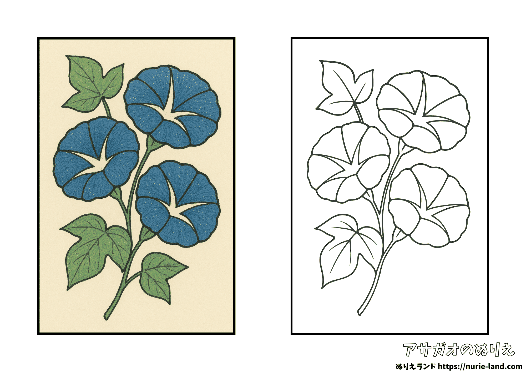 朝顔の塗り絵|夏を彩る花を丁寧に描く|高齢者向け見本付き無料ダウンロード