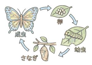 チョウ 完全変態 塗り絵無料