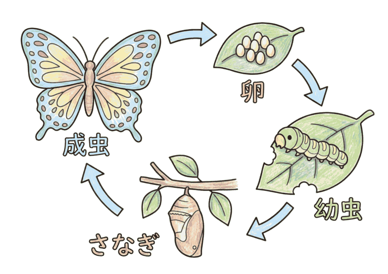 チョウの完全変態の塗り絵