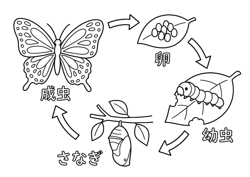 チョウの完全変態の塗り絵 カラー見本