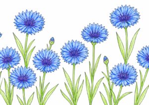 ヤグルマギク（矢車菊）の塗り絵イラスト カラー見本（無料・印刷OK）