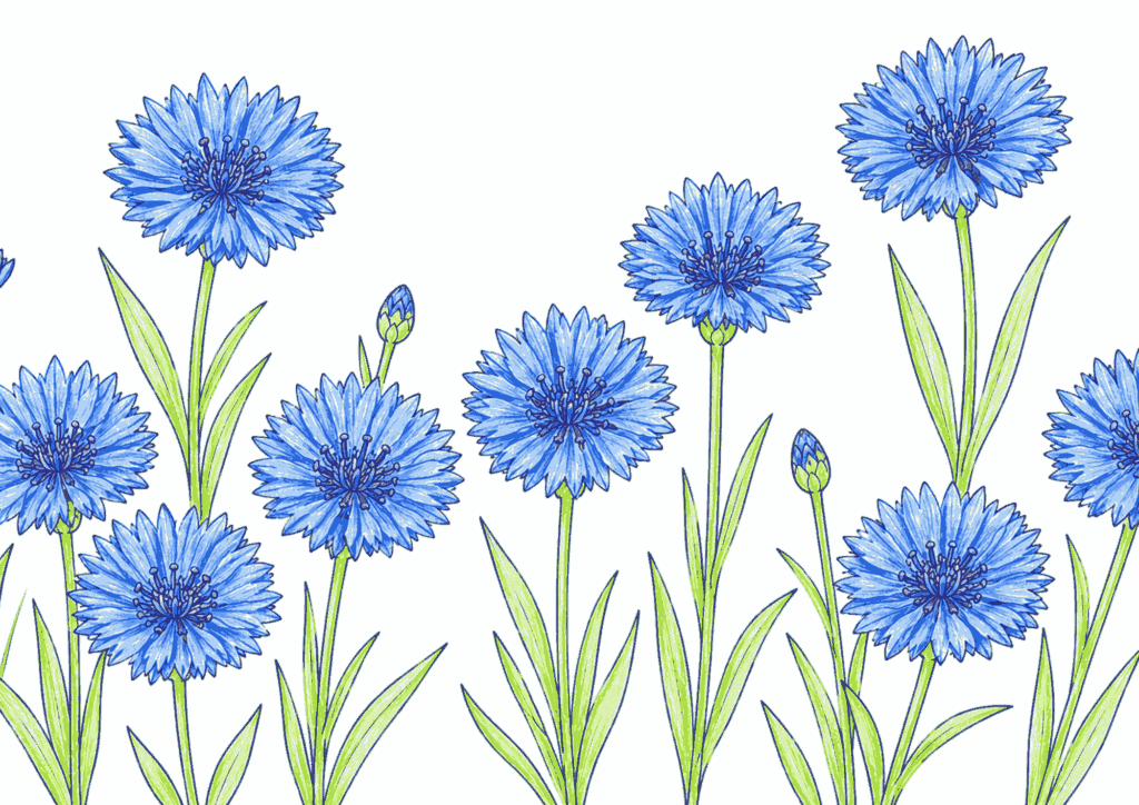 ヤグルマギク（矢車菊）の塗り絵 カラー見本