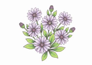 秋のコスモスの塗り絵イラスト 無料ダウンロード用フリー画像素材