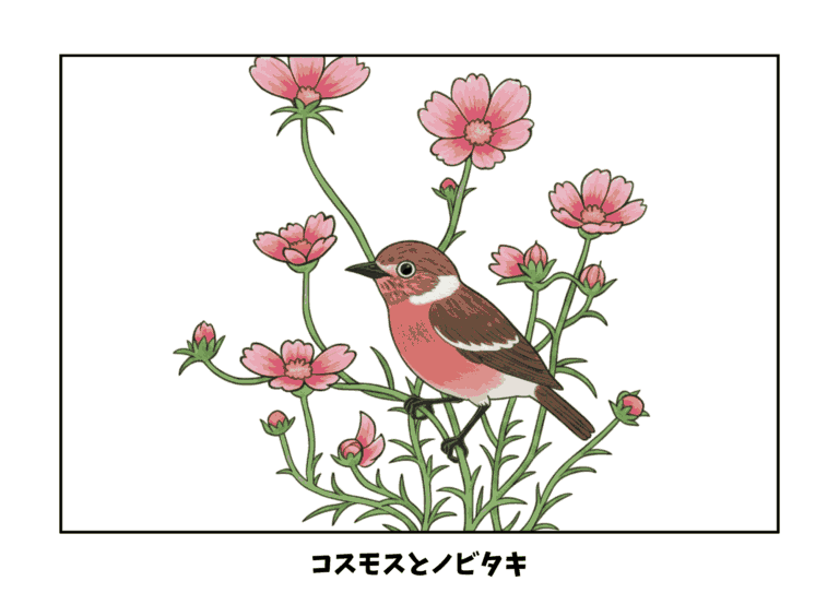 コスモスとノビタキの塗り絵イラスト