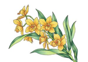 シンビジウムの塗り絵イラスト カラー見本（無料・印刷OK）