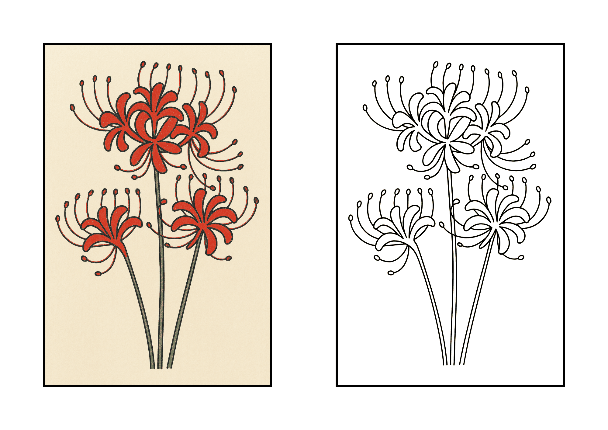 色鉛筆で塗られた彼岸花3輪のぬりえ見本。太線で描かれた秋の花の高齢者向け無料塗り絵素材。9月におすすめのレクリエーション。
