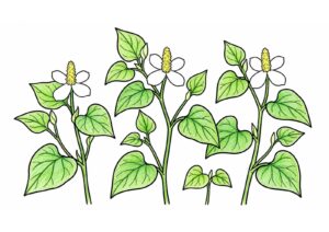 ドクダミの塗り絵イラスト カラー見本（無料・印刷OK）