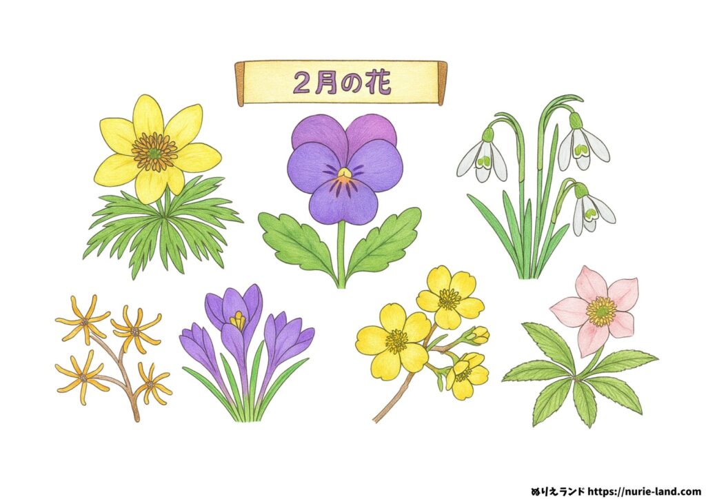 2月の花の塗り絵イラスト カラー見本（無料・印刷OK）