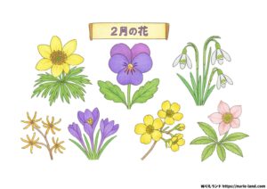 2月の花の塗り絵イラスト カラー見本（無料・印刷OK）
