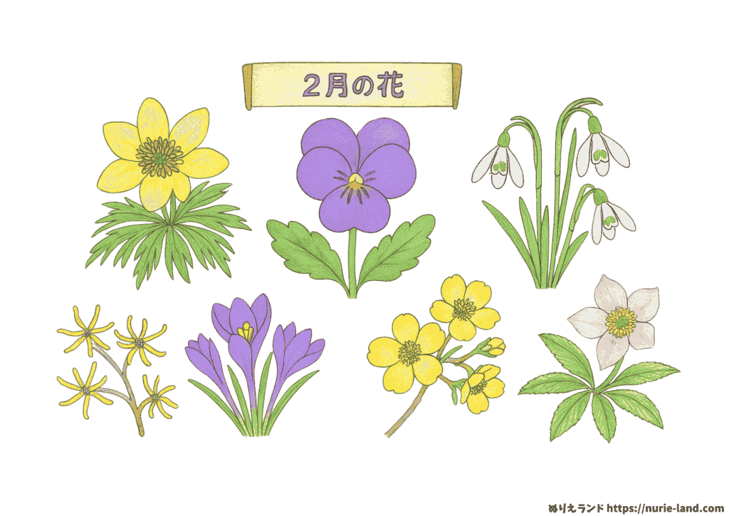 2月の花 塗り絵｜高齢者向け冬の無料プリント素材【ダウンロードOK】