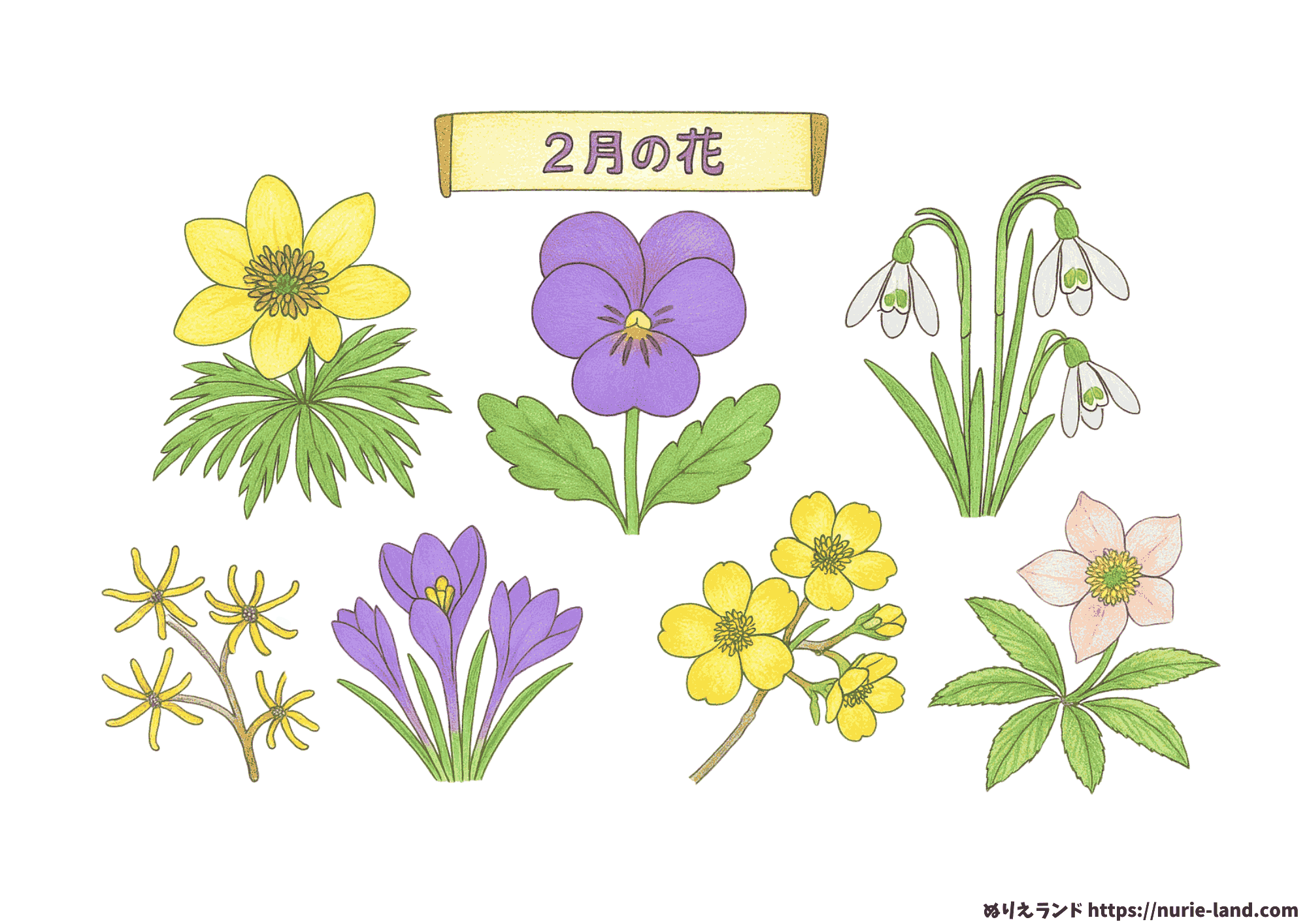 2月の花 塗り絵｜高齢者向け冬の無料プリント素材【ダウンロードOK】
