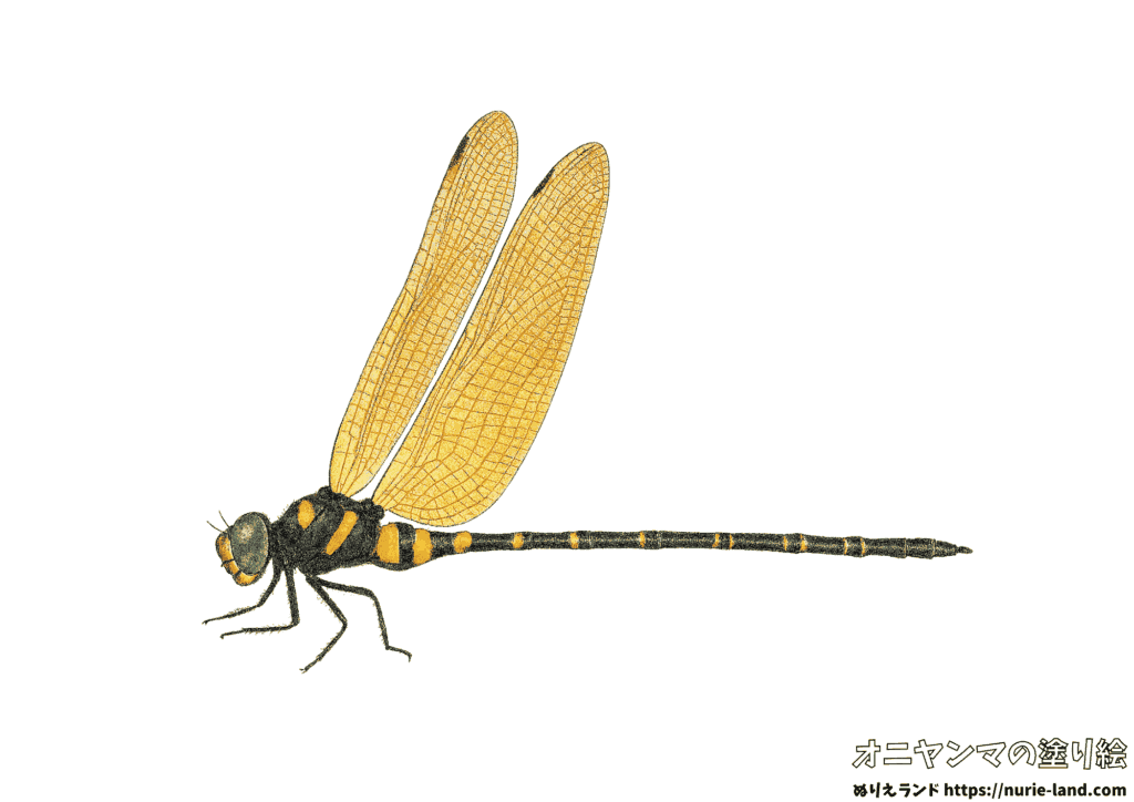リアルで精密なオニヤンマの塗り絵を無料配布。色鉛筆見本付きで昆虫好きの子供や高齢者にも人気！学習・観察・脳トレに最適。