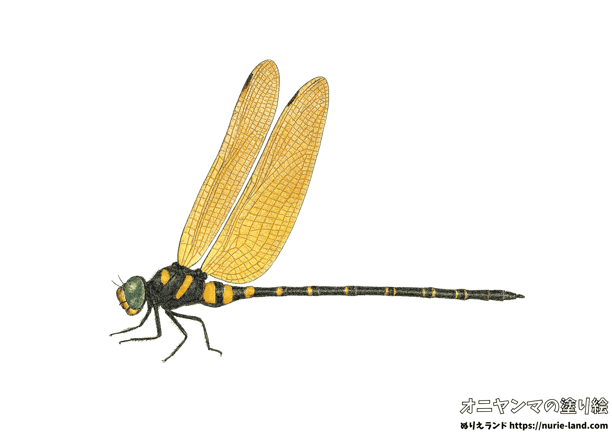 リアルで精密なオニヤンマの塗り絵を無料配布。色鉛筆見本付きで昆虫好きの子供や高齢者にも人気!学習・観察・脳トレに最適。