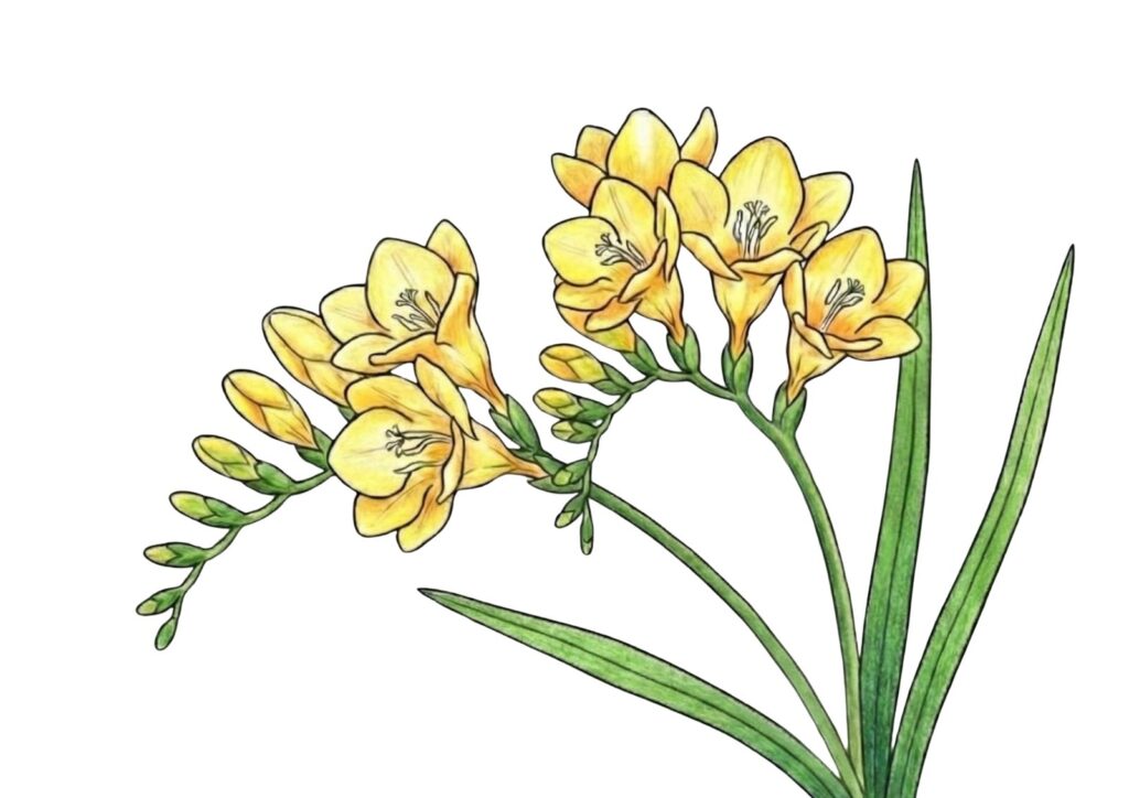 春の花・の塗り絵イラスト カラー見本（無料・印刷OK）