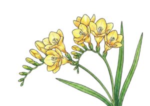 春の花・の塗り絵イラスト カラー見本（無料・印刷OK）