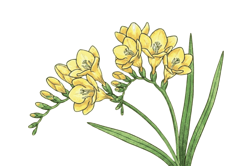 春の花・の塗り絵イラスト