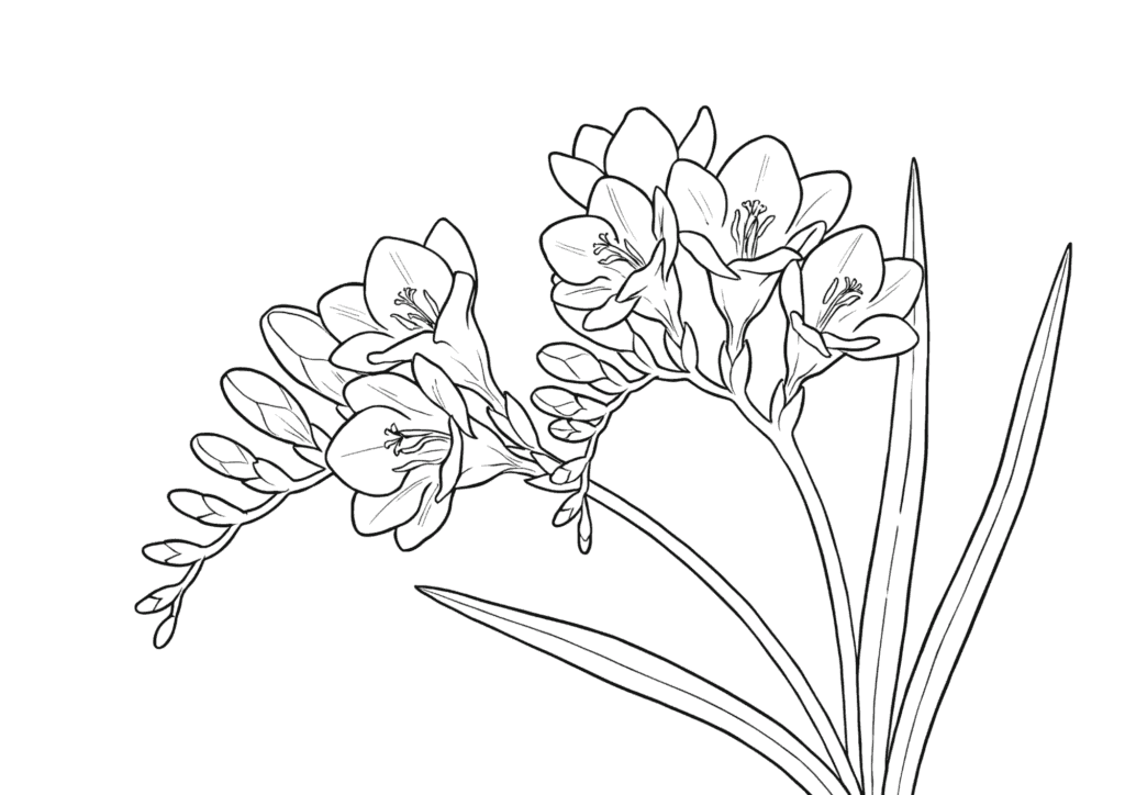 春の花・フリージアの塗り絵 白黒 無料ダウンロード 印刷用