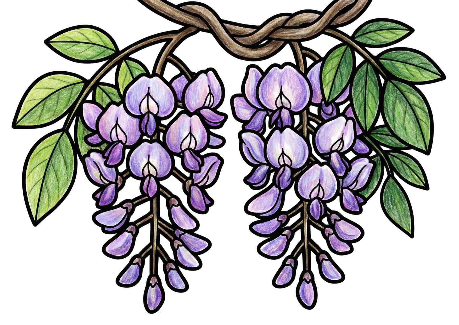 藤の花の無料の塗り絵イラスト カラー見本（無料・印刷OK）