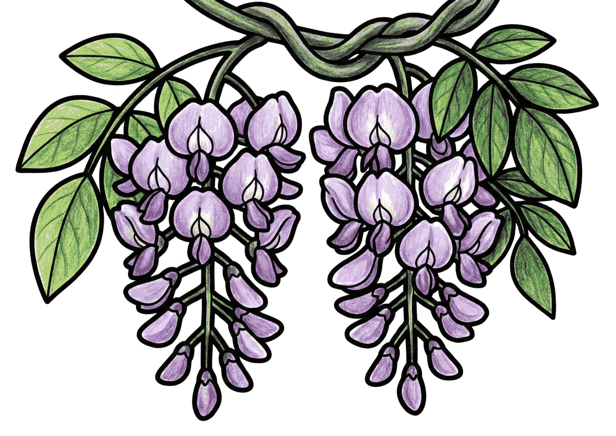 藤の花の塗り絵イラスト無料ダウンロード用フリー画像素材