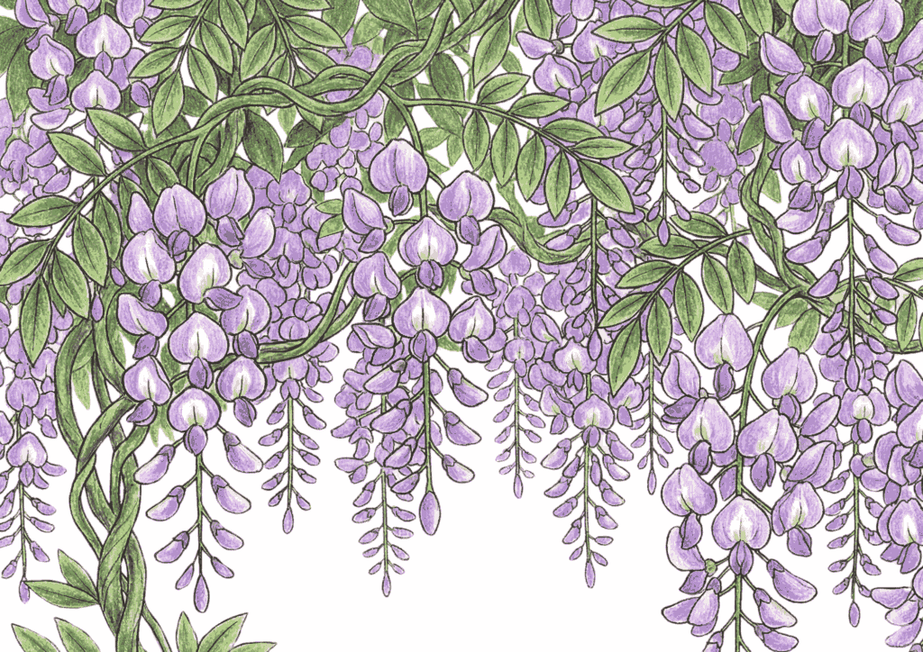 藤の花が広がる塗り絵イラスト無料ダウンロード用フリー画像素材