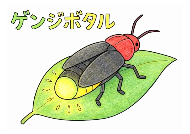 源氏蛍（ゲンジボタル）の塗り絵イラスト