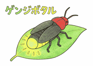 源氏蛍（ゲンジボタル）が葉の上で光る塗り絵 カラー見本