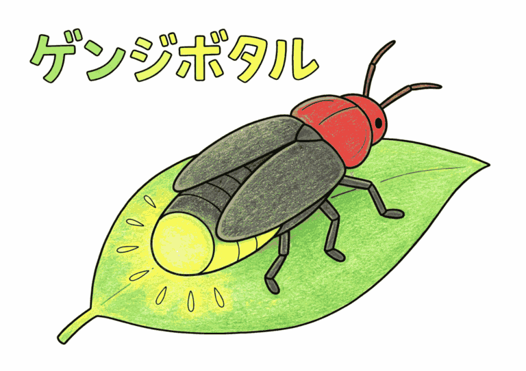 源氏蛍（ゲンジボタル）の塗り絵イラスト