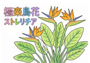 極楽鳥の塗り絵イラスト カラー見本（無料・印刷OK）