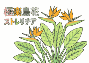極楽鳥の塗り絵 カラー見本