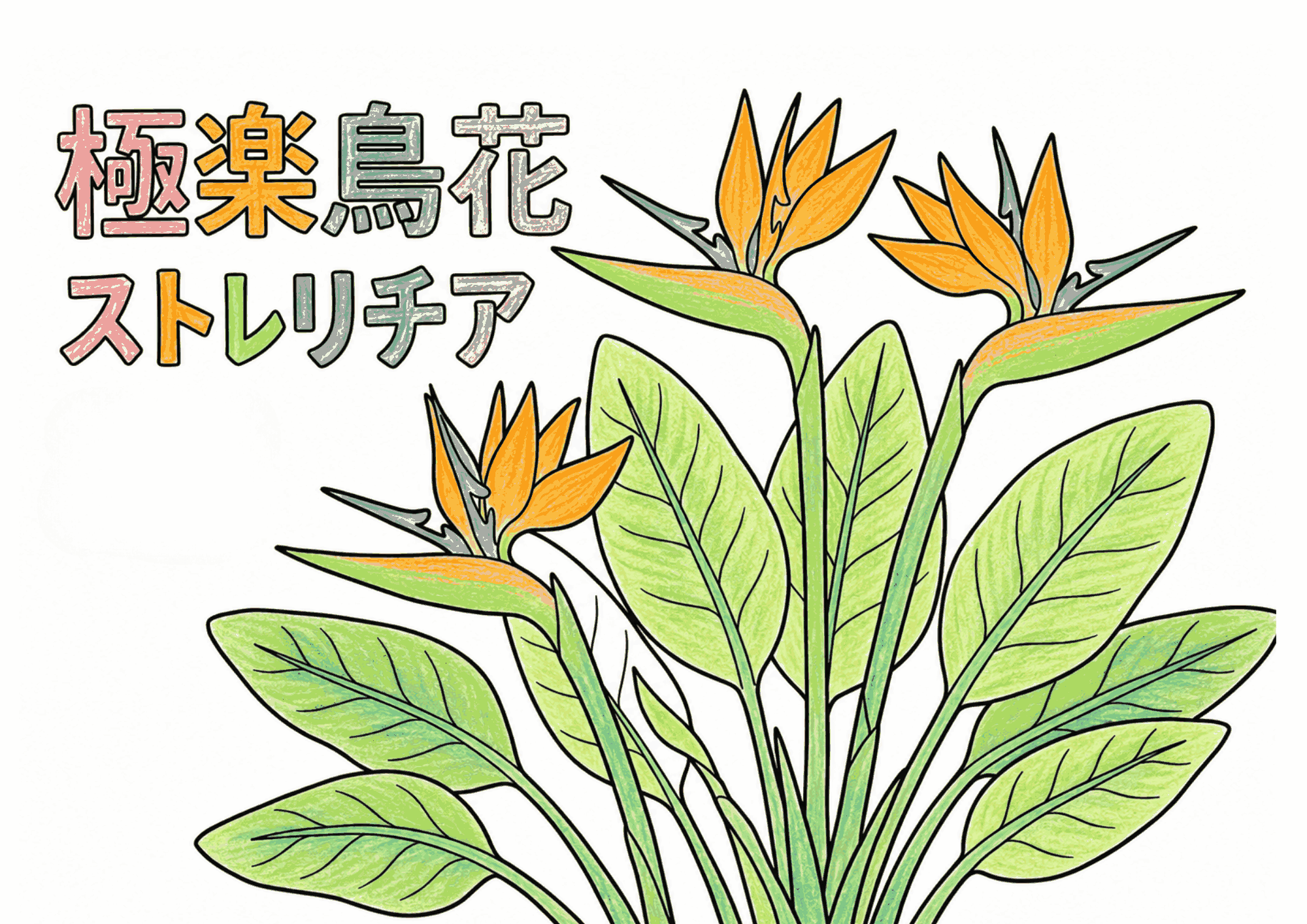 極楽鳥の塗り絵イラスト｜高齢者向け 無料ダウンロード・印刷OK
