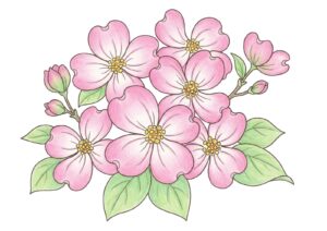 ハナミズキの塗り絵イラスト カラー見本（無料・印刷OK）