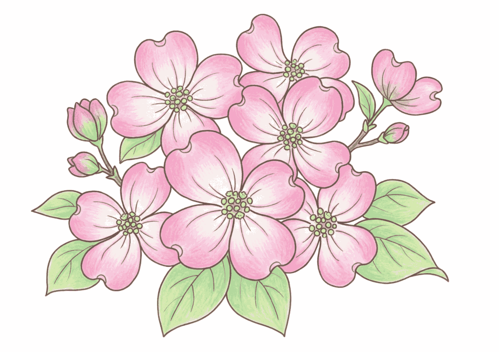 ハナミズキの塗り絵イラスト 春の花 無料ダウンロード フリー画像素材 高齢者向け