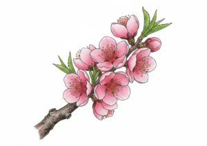 ハナモモの塗り絵イラスト カラー見本（無料・印刷OK）