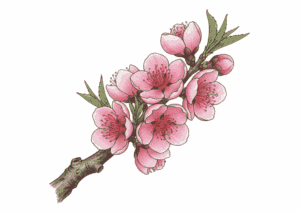 ハナモモ（花桃）の塗り絵イラスト無料ダウンロード用フリー画像素材