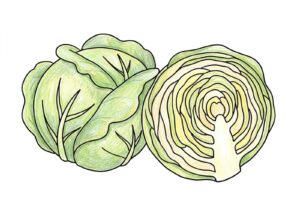 春キャベツの塗り絵イラスト カラー見本（無料・印刷OK）