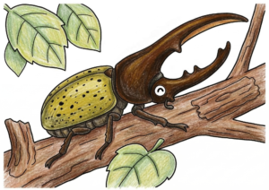 ヘラクレスオオカブトの塗り絵イラスト