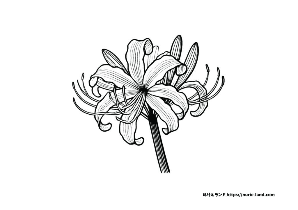 彼岸花の塗り絵 簡単な高齢者用 プリントしてダウンロードできます