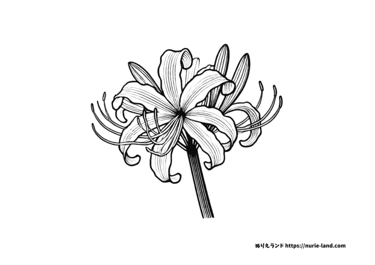 リコリス(彼岸花)の花の塗り絵イラスト